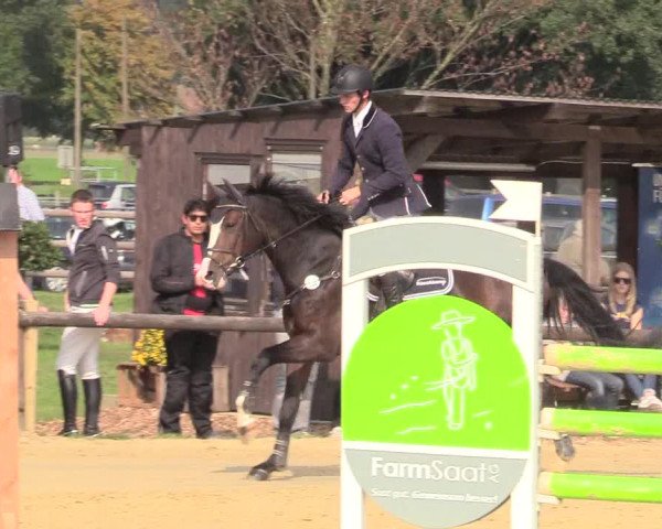 Reitturnier Lüdinghausen-Westrup 2017