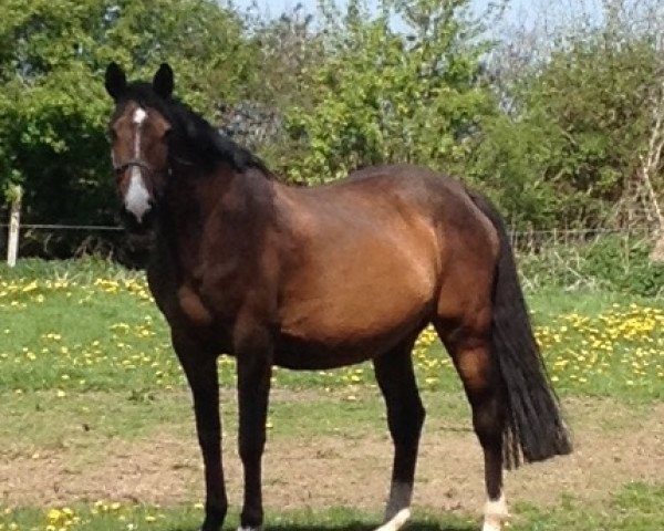 broodmare Tennessie 3 (Holsteiner, 2003, from Quadrigo 4)