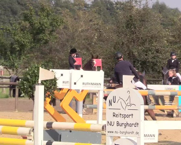 Reitturnier Lüdinghausen-Westrup 2017