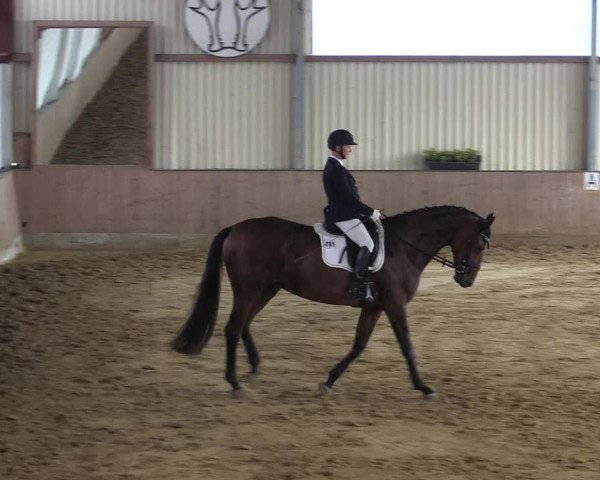 Reitturnier Lüdinghausen-Westrup 2017