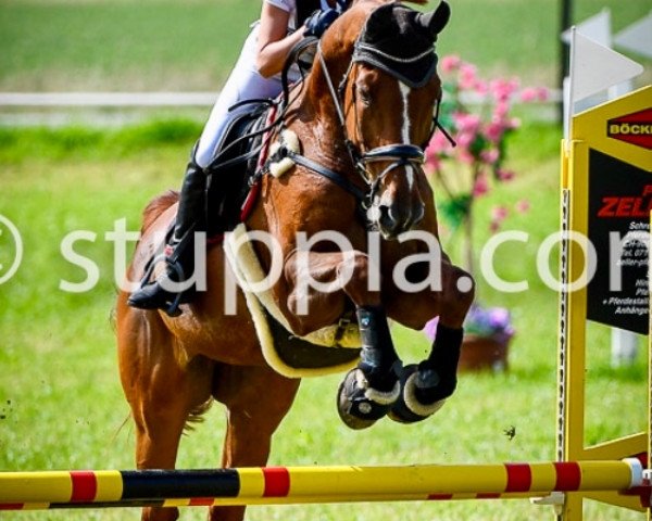 jumper Fangio (Belgian Warmblood, 2005, from Querlybet Hero)