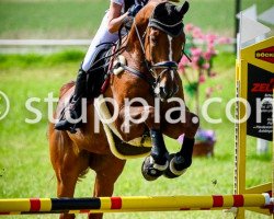 Springpferd Fangio (Belgisches Warmblut, 2005, von Querlybet Hero)