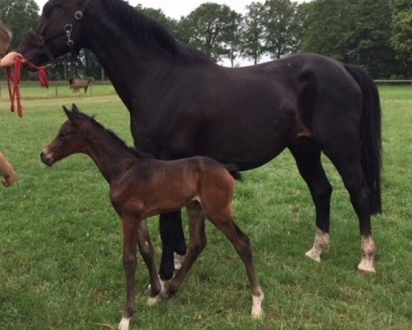 horse Noble Man F (KWPN (Royal Dutch Sporthorse), 2018, from Chacco's Son II)