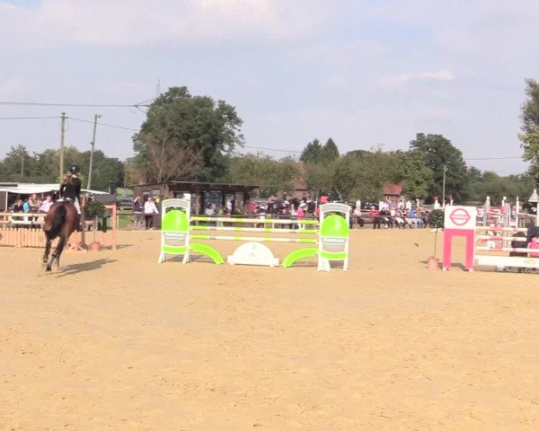 Reitturnier Lüdinghausen-Westrup 2017