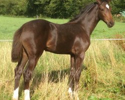 broodmare Christy Spring (Hanoverian, 2013, from Christ)