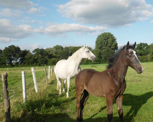 broodmare Viola Inschima (Hanoverian, 1992, from Varus)
