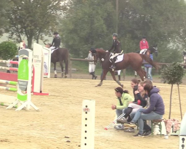 Reitturnier Lüdinghausen-Westrup 2017
