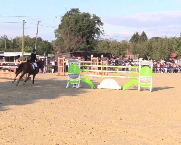 Reitturnier Lüdinghausen-Westrup 2017