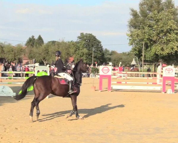 Reitturnier Lüdinghausen-Westrup 2017