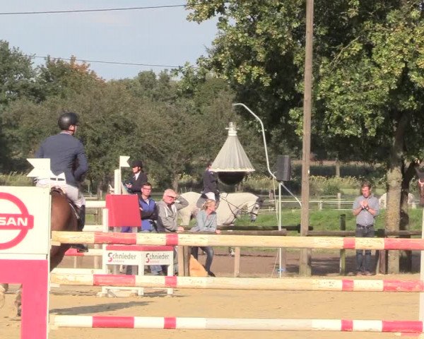 Reitturnier Lüdinghausen-Westrup 2017
