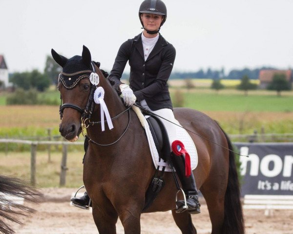 broodmare Kioumi 3 (Württemberger, 2006, from Köpenick)
