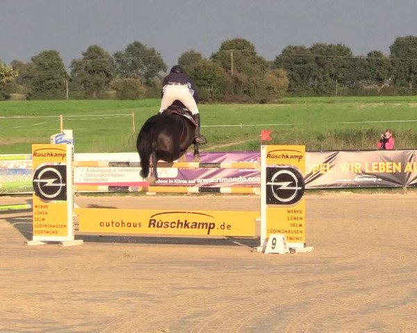 Reitturnier Lüdinghausen-Westrup 2017