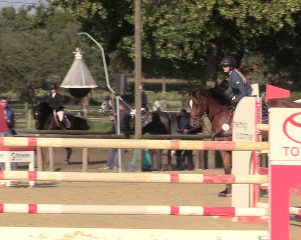 Reitturnier Lüdinghausen-Westrup 2017