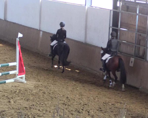Reitturnier Lüdinghausen-Westrup 2017