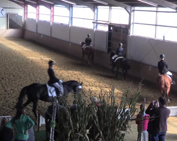 Reitturnier Lüdinghausen-Westrup 2017
