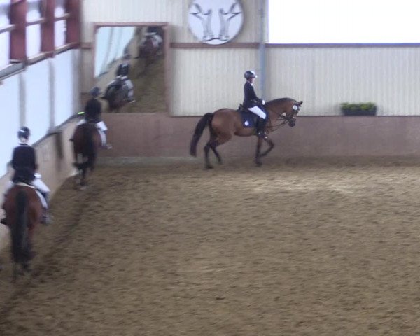 Reitturnier Lüdinghausen-Westrup 2017