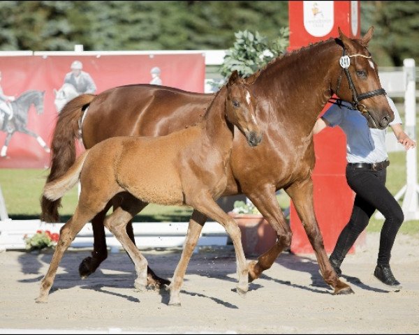dressage horse Bella Festiva K (Oldenburg, 2016, from Bon Coeur) dressage horse Bella Festiva K (Oldenburg, 2016, from Bon Coeur)