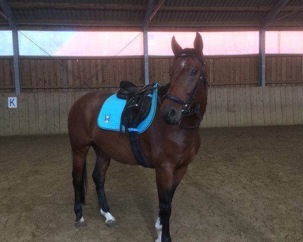 horse Querando (Württemberger, 2014, from Quinto's Chamb)