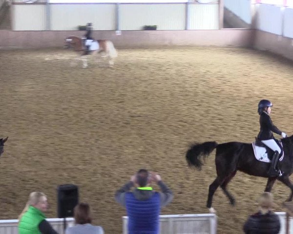 Reitturnier Lüdinghausen-Westrup 2017
