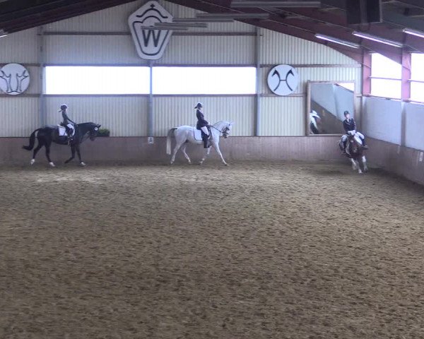 Reitturnier Lüdinghausen-Westrup 2017