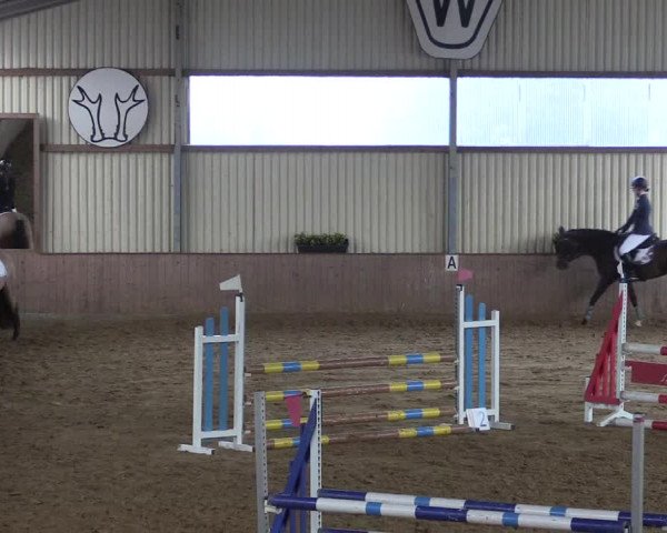 Reitturnier Lüdinghausen-Westrup 2017