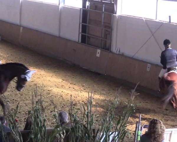 Reitturnier Lüdinghausen-Westrup 2017