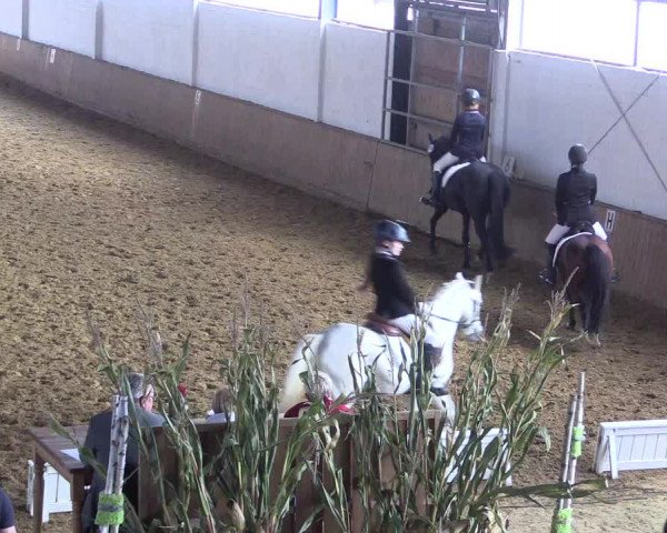 Reitturnier Lüdinghausen-Westrup 2017