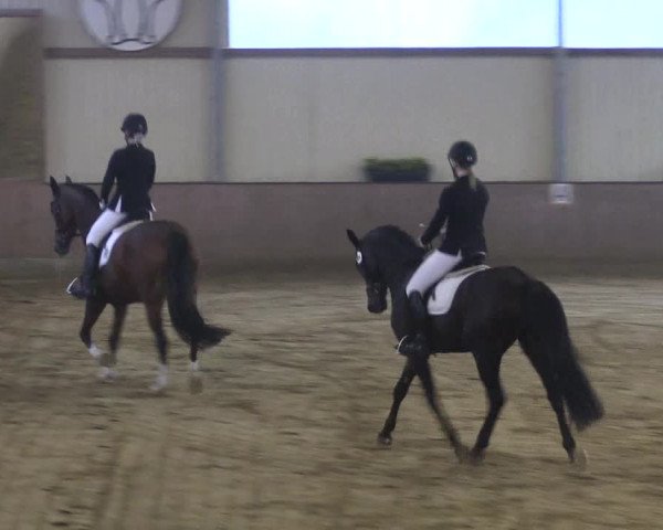 Reitturnier Lüdinghausen-Westrup 2017