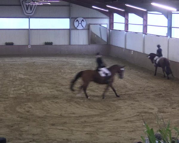 Reitturnier Lüdinghausen-Westrup 2017
