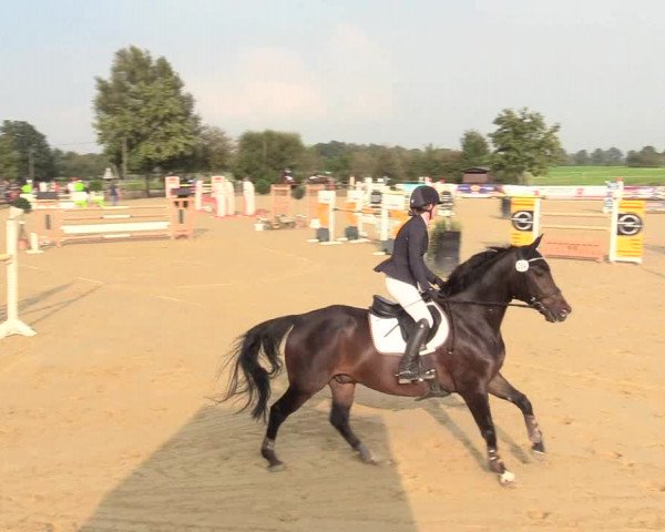 Reitturnier Lüdinghausen-Westrup 2017