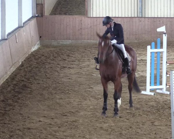 Reitturnier Lüdinghausen-Westrup 2017