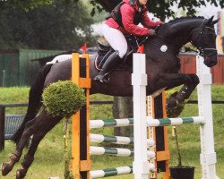 jumper Goleo 9 (Hanoverian, 2006, from Graf Top)