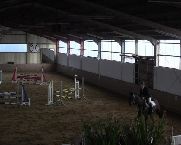 Reitturnier Lüdinghausen-Westrup 2017