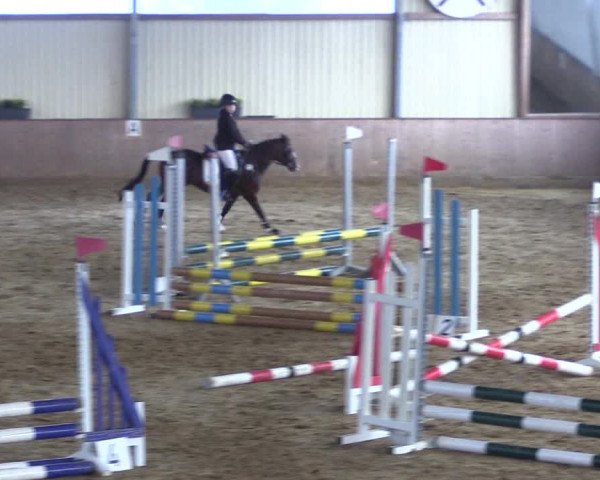 Reitturnier Lüdinghausen-Westrup 2017