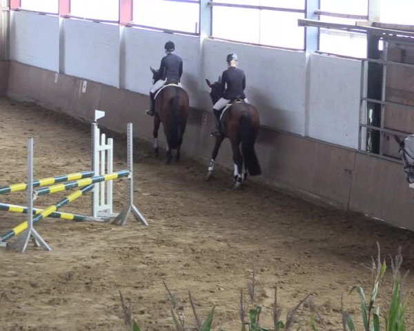 Reitturnier Lüdinghausen-Westrup 2017
