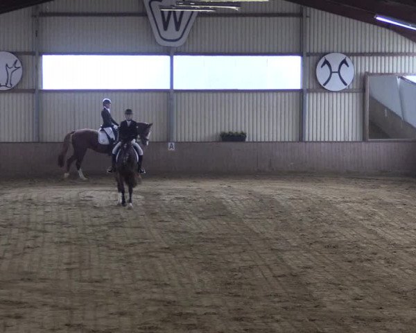 Reitturnier Lüdinghausen-Westrup 2017