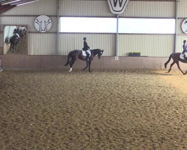 Reitturnier Lüdinghausen-Westrup 2017