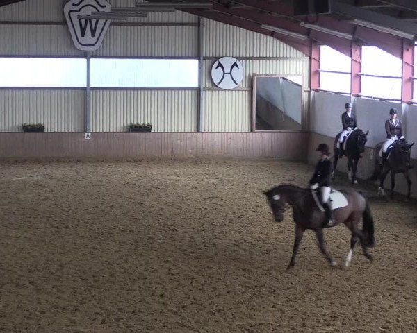 Reitturnier Lüdinghausen-Westrup 2017
