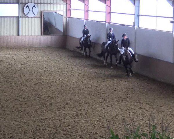Reitturnier Lüdinghausen-Westrup 2017