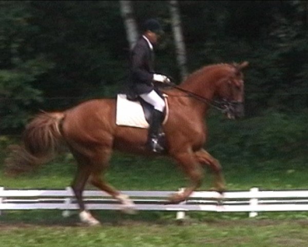 dressage horse Gironimo 40 (unknown, 1991, from Grundstein II)