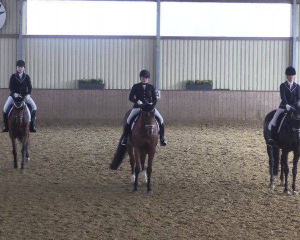Reitturnier Lüdinghausen-Westrup 2017