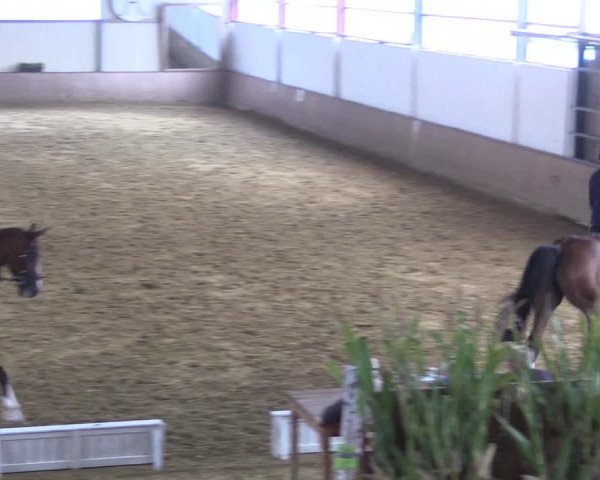 Reitturnier Lüdinghausen-Westrup 2017