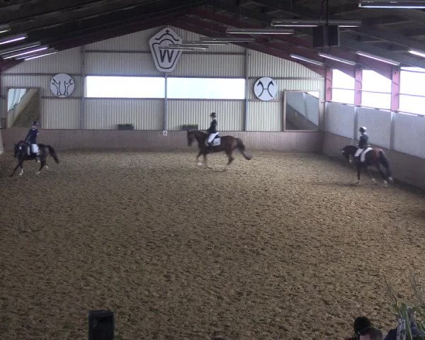 Reitturnier Lüdinghausen-Westrup 2017