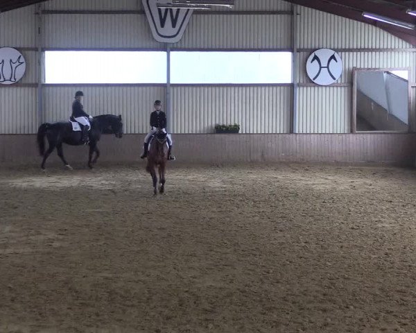 Reitturnier Lüdinghausen-Westrup 2017