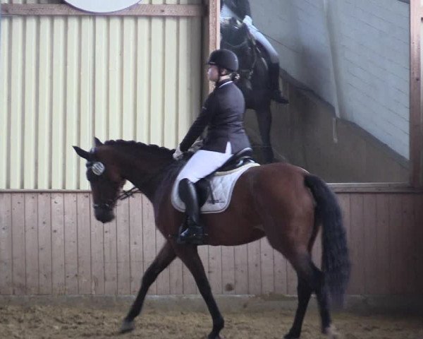 Reitturnier Lüdinghausen-Westrup 2017