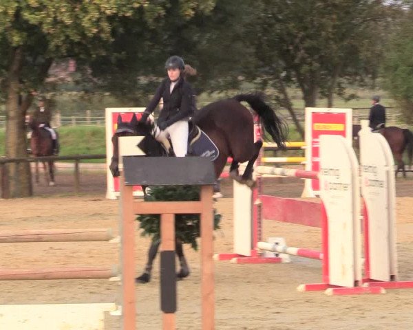 Reitturnier Lüdinghausen-Westrup 2017