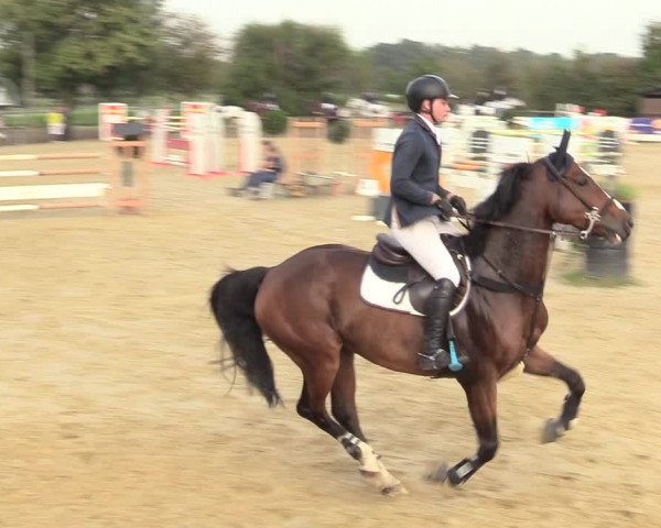 Reitturnier Lüdinghausen-Westrup 2017