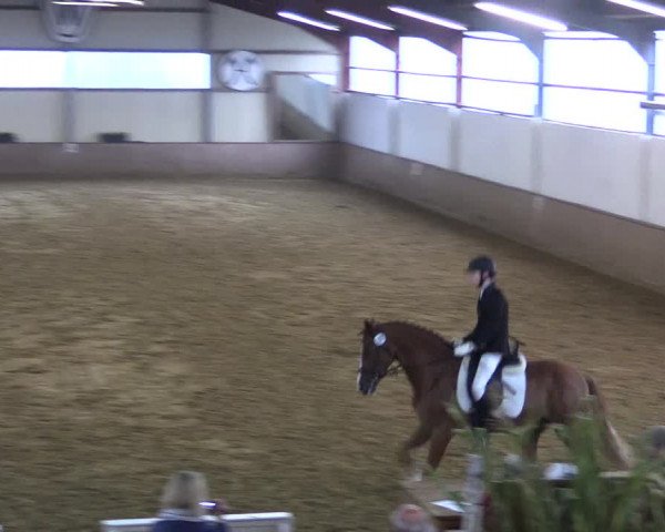 Reitturnier Lüdinghausen-Westrup 2017