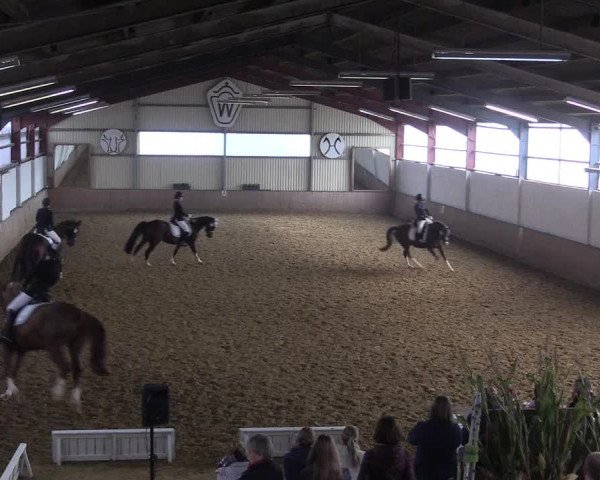 Reitturnier Lüdinghausen-Westrup 2017