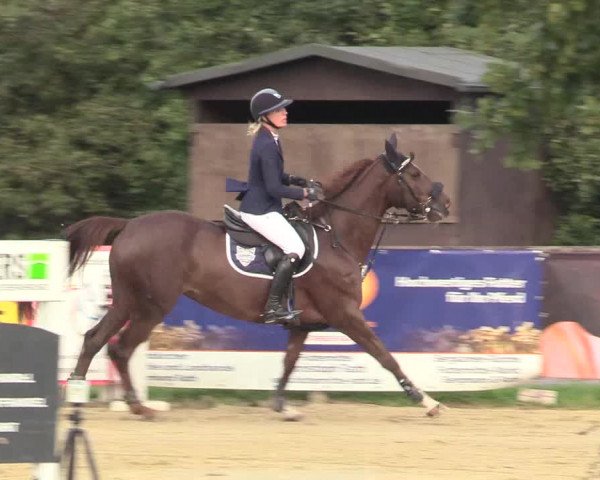 Reitturnier Lüdinghausen-Westrup 2017